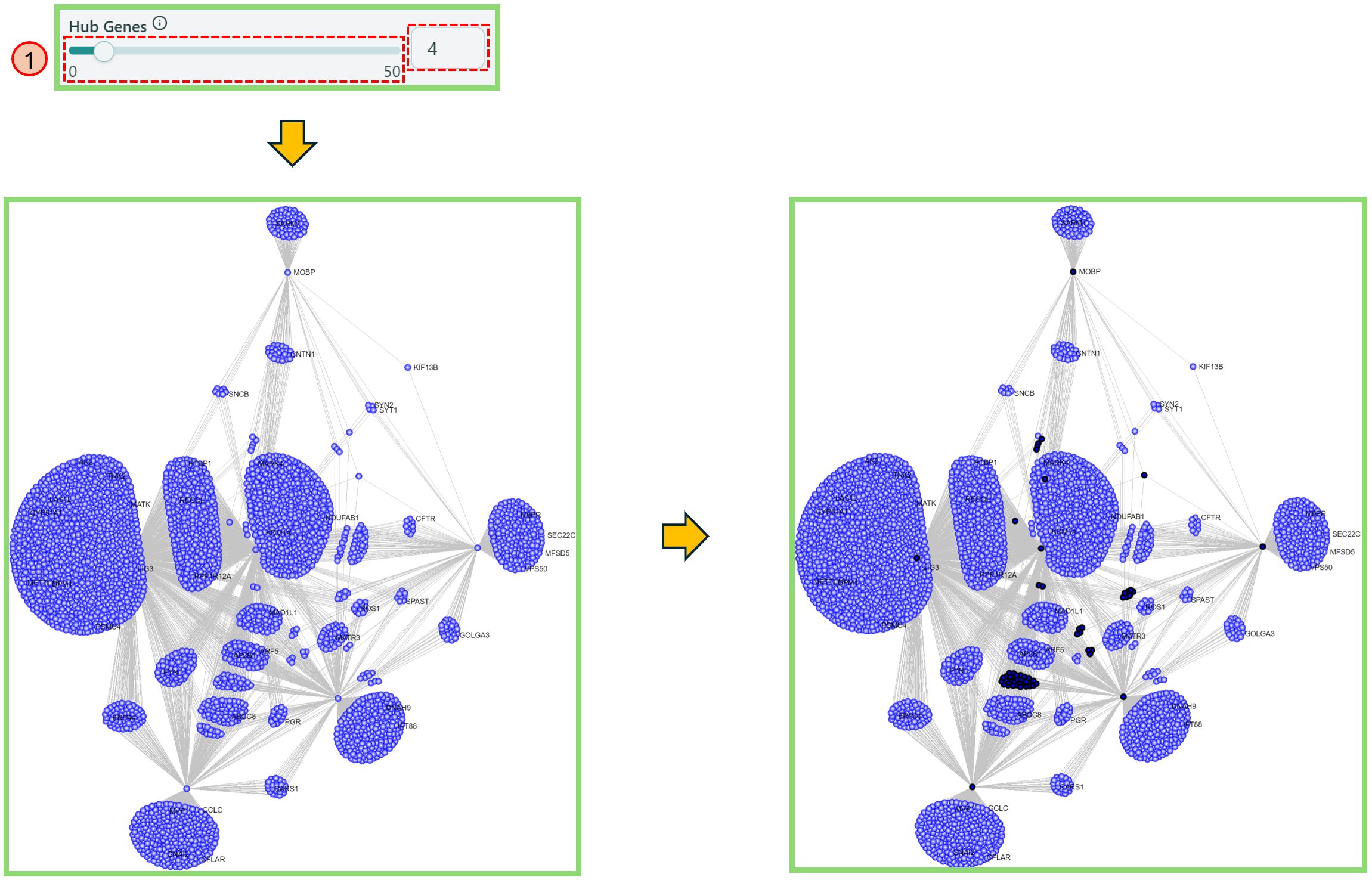 Hub genes